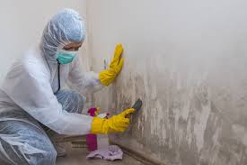 Trusted Saltillo, MS Mold Removal Services Experts